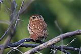 Peruvian Pygmy-Owlborder=